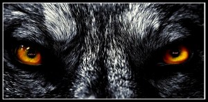 wolf-eyes-wallpaper1.jpg